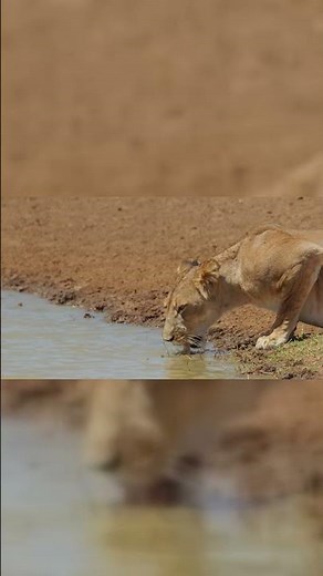 "Watch These Adorable Lion Cubs Unleash Their Playful Prowess in the Wild!"
