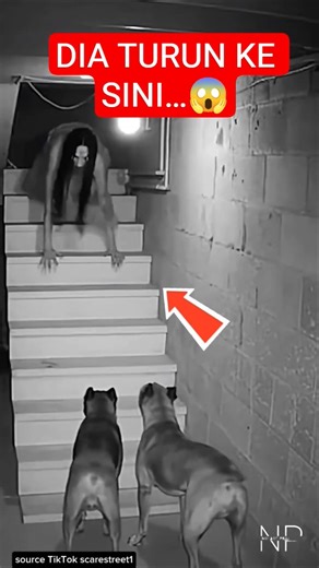 AWALNYA DIKIRA CUMA SUARA… SAMPAI SESUATU MUNCUL DARI ATAS‼️😱