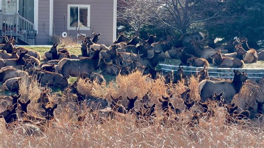 Elk Herd Crowd Loveland Backyards