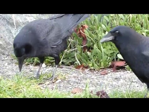 Crows eating sunflower seeds and corn