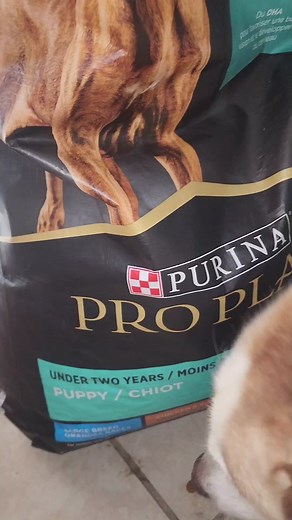 What We Feed Mom to Make Sure Our Husky Pups are Healthy! https://amzn.to/3KlwNwF #husky #puppyfood #breeding #puppiesoftiktok #huskiesoftiktok #pets #whattofeedpuppies #feedingpups #dogfeeding #feedingdam #dogfood #healthydogfood #recommendeddogproducts @Purina Deutschland