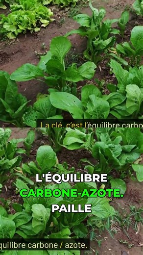 3 règles d'or pour un paillage parfait! #jardinage #astuce #agriculture