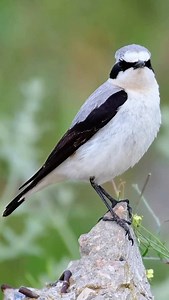 A cool black-and-white contrast beauty. Northern Wheatear (Oenanthe oenanthe) : Small thrush-like bird with distinctive black-and-white tail pattern best seen in flight. Jumbled-sounding song is quite variable, often including whistles, trills, and mimicry. Calls include a high-pitched “weet”, dry rattle, and dry “chak”, often repeated.Primarily Eurasian species with a limited breeding range in Alaska. #wheatear #northernwheatear #birds | Birds of nature