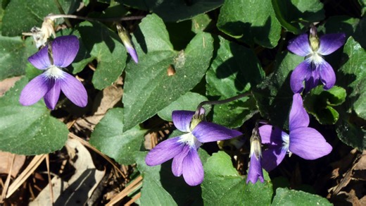 Want to see spring flowers in Louisiana? See the beauty at these 9 spots