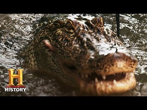 Swamp People: Willie Strikes a GATOR GOLD MINE (Season 12) | History