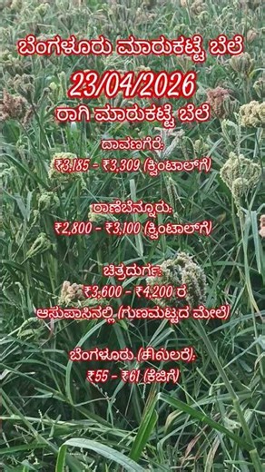 ರಾಗಿ ಮಾರುಕಟ್ಟೆ ಬೆಲೆ@Bangalore_Market_Price_2#farmer #tomato #youtube#youtubeshorts #agriculture