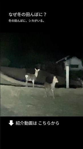 なぜ冬も田んぼに？