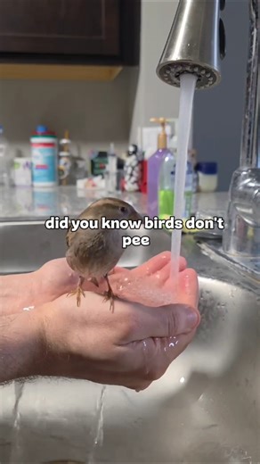 Did you know birds don’t pee? #animalfacts #facts #birds #shorts