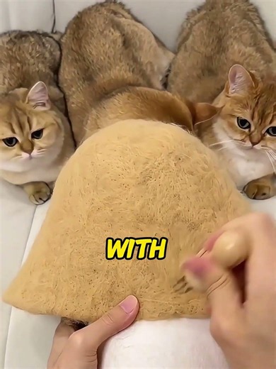 Petted Cats To Steal Their Fur For Hats! Cats Loved The Smelly DIY Hats! #CatFurHat #DIYPetCrafts