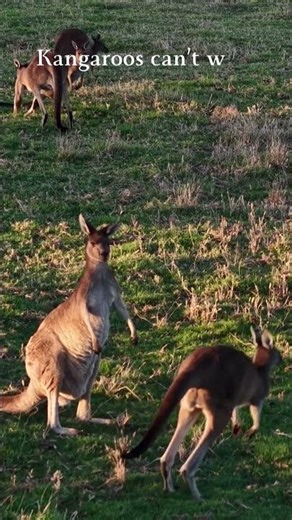 Kangaroos Can’t Walk Backwards! 🦘🚫| Animal Facts