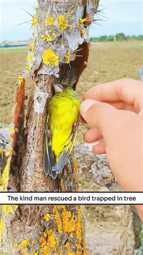 Kind Man Rescues a Bird Trapped in a Tree ❤️🐦