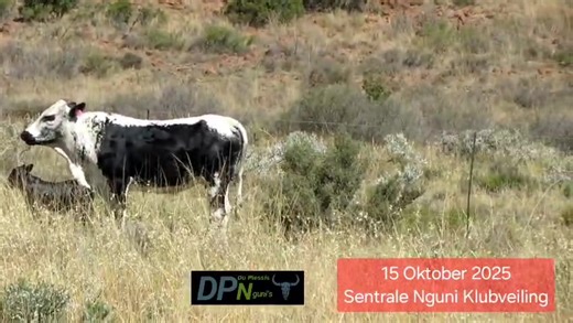 The Nguni cattle available from Du Plessis Nguni Stud are a true reflection of excellence and a standout example of what every breeder can aspire to have in their herd. Every year, Du Plessis Nguni Stud, owned by Archie du Plessis and Arno du Plessis from the farm Langberg in Jagersfontein, brings "Geharde, vrugbare veld, vleisbeeste" to the Sentrale Nguniklub Auction - this year, it will take place on 15 October 2025 in Bloemfontein at 11:00. Several studies have highlighted that Nguni cattle c