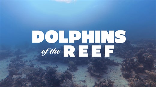 DOLPHINS OF THE REEF — Official Trailer (2025)