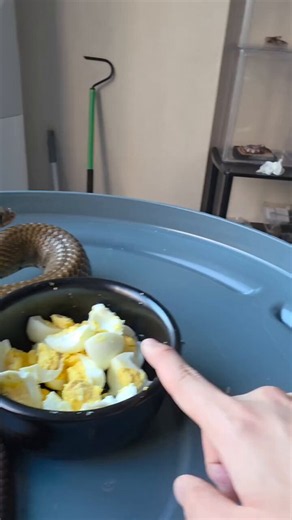 this is so cute... nomnomnomn egg!