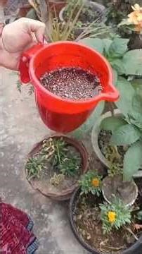 How to use and prepare homemade NPK organic fertilizer #youtube #video #shorts #garden #gardening