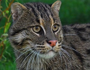 Out of sight, out of mind: Asia’s elusive Fishing Cat in trouble