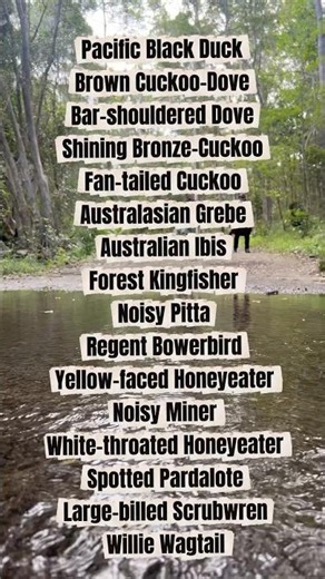 Glossy Black Cockatoos feeding wild! 42 species spotted in one incredible park.