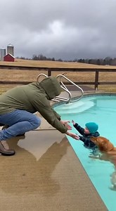 2.9M views · 1.6K reactions | A quiet afternoon by a backyard pool...