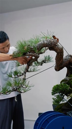 69K views · 2.3K reactions | Incredible bonsai planting on artificial rock Great project by @china_bonsai #bonsai #chinese #china #penjing #bonsaiwork #artist #sculpture #artstudio #asianculture #bonsaisociety | Bonsai Society | Facebook