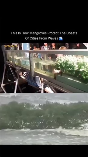 Cosmic.Know on Instagram: "Mangroves protect cities🏞 from waves by acting as living barriers, their complex root systems slowing water, reducing wave energy by up to 66% in the first 100m, dissipating storm surges, preventing erosion by stabilizing soil, and even dampening wind, creating a natural defense against flooding and storm damage, crucial for coastal resilience. ⚠️All credit goes to the respective owner(s). I do not own the audio/video/clips shown in this reel. This content is shared o