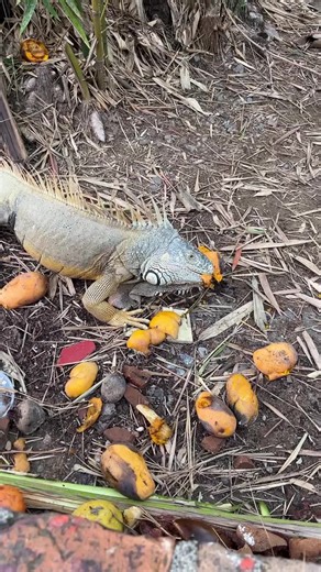10K views · 38 reactions | What do iguanas eat? | Ricardo Laguna | Facebook