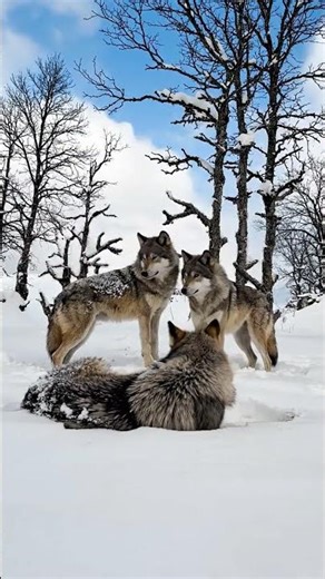 Three Wolves Playing in the Snow! 🐺