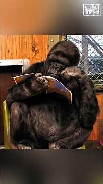 Koko: The Smartest Gorilla Ever!
