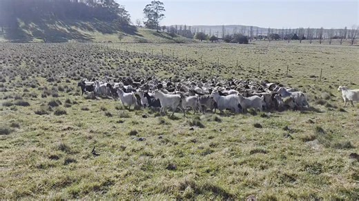 Lovely day to be mustering. | Ausgoat Pty Ltd