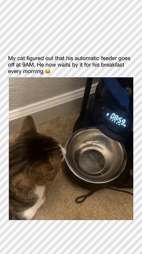 12M views · 280K reactions | Follow @catsbeingcar for More!  Did...