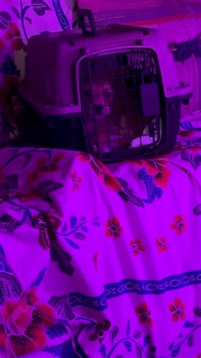 5 comments | I am so glad this outdoor company on Amazon sent me these Solar flashlights to demo. I finally have a solar light! Check out the link it’s on sale now! Link ♻️ https://amzn.to/47adp1a #vanlife #solarpower #flashlight #outdoors #camping #offgrid | Christa Latasa | Facebook