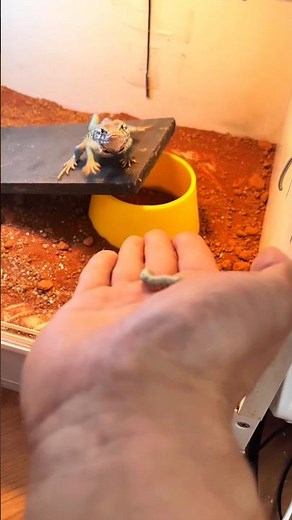 Feeding my Lizard _ Lizard eating food ..!