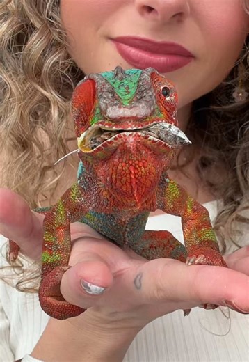 Sprinks loves his buggies 💚🐛⭐️🫶 #pantherchameleon #chameleon #chameleonsoftiktok #chameleons #reptile