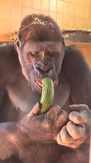 Gorillas have amazing digestive systems and can get all of their water from their food! #gorilla #asmr #mukbang #gorillaasmr | gorillareel