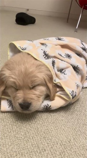 Cutest new Golden Retriever puppy sleeping!