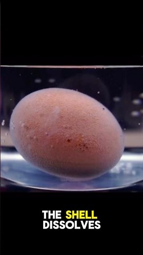 This Egg Can Bounce Like a Ball! 🥚 | Cool Vinegar Egg Experiment