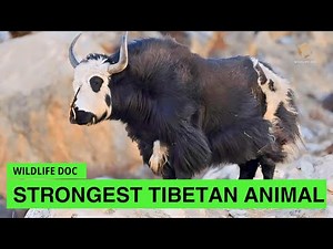 Dzo, Hybrid Yak, The Strongest Tibetan Animal | Wildlife Documentary