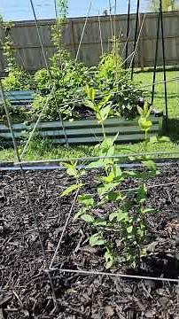 Growing "Mutant Blueberries" Haskap / Honeyberry growth progress #haskaps #honeyberry #blueberry