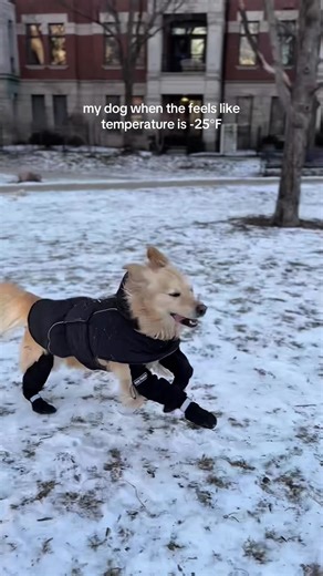 Braving the Cold: Golden Retriever's Winter Joy