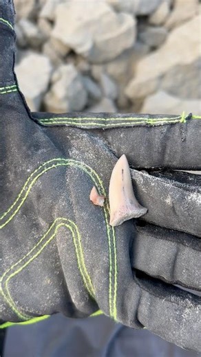 Fossilized shark teeth popping out of the “overburden” at sharktooth hill.