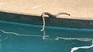 'They definitely can swim': What Roseville residents need to know about rattlesnakes