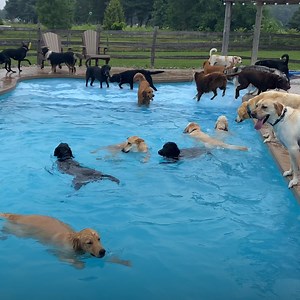 2.5M views · 2K reactions | It’s a pool paw-ty! Check out more trending stories on ITK: https://bit.ly/39pSMAR | In The Know | Facebook