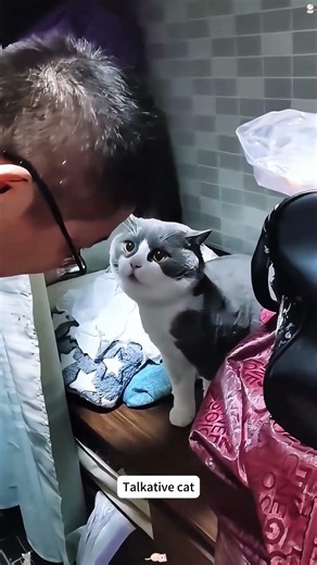 Cats can talk 🐈😂😂#cat #funnycat