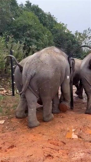1.2K views · 24 reactions | The first snow in 2022, baby elephants have experienced the feeling of falling ❄️～ Elephant #EcoFriendly #EndangeredSpecies #ElephantJourney #SaveTheElephants #ElephantSanctuary #AnimalAwareness #ElephantLove #WildlifeConservation #NaturePhotography | Athens USA | Facebook