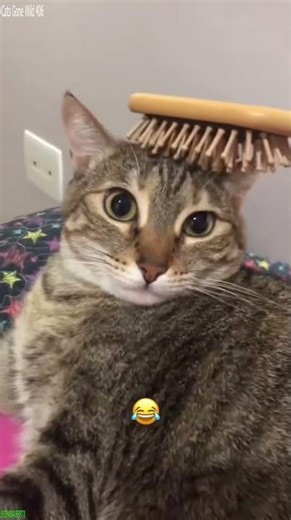 Cute Kittens 😾 #trending 😼 # Part 1984