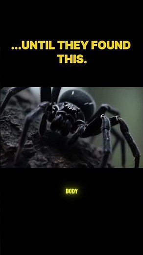 World's Largest Widow Spider Discovered!