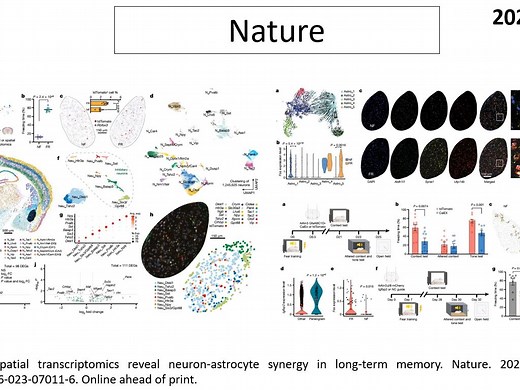 Nature—单细胞组学重磅突破：科学家揭示了神经元-星形胶质细胞互作是长期记忆形成和巩固的关键机制_哔哩哔哩_bilibili
