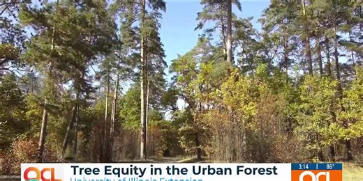 The importance of urban forests