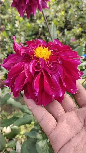 16 jenis bunga dahlia #tanamanhias #bungadahlia