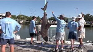Alabama Deep Sea Fishing Rodeo helps advance marine research | Haystack News