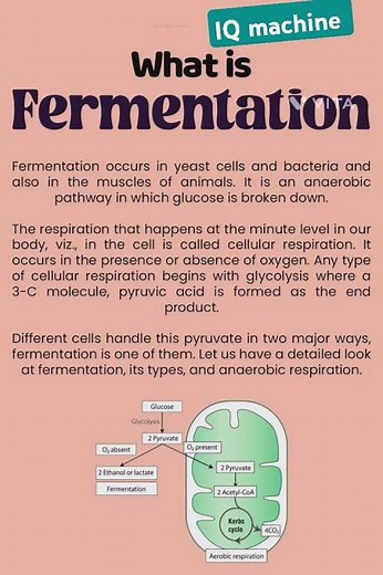 #Fermentation kya hai? #What is Fermentation?fermentation process, #science #biology #facts#science